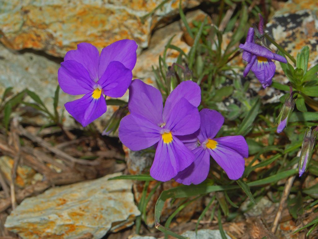 Viola bertolonii / Viola di Bertoloni